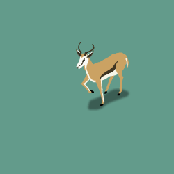Springbok